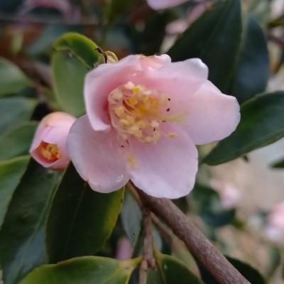 Camellia rosiflora 'Roka'