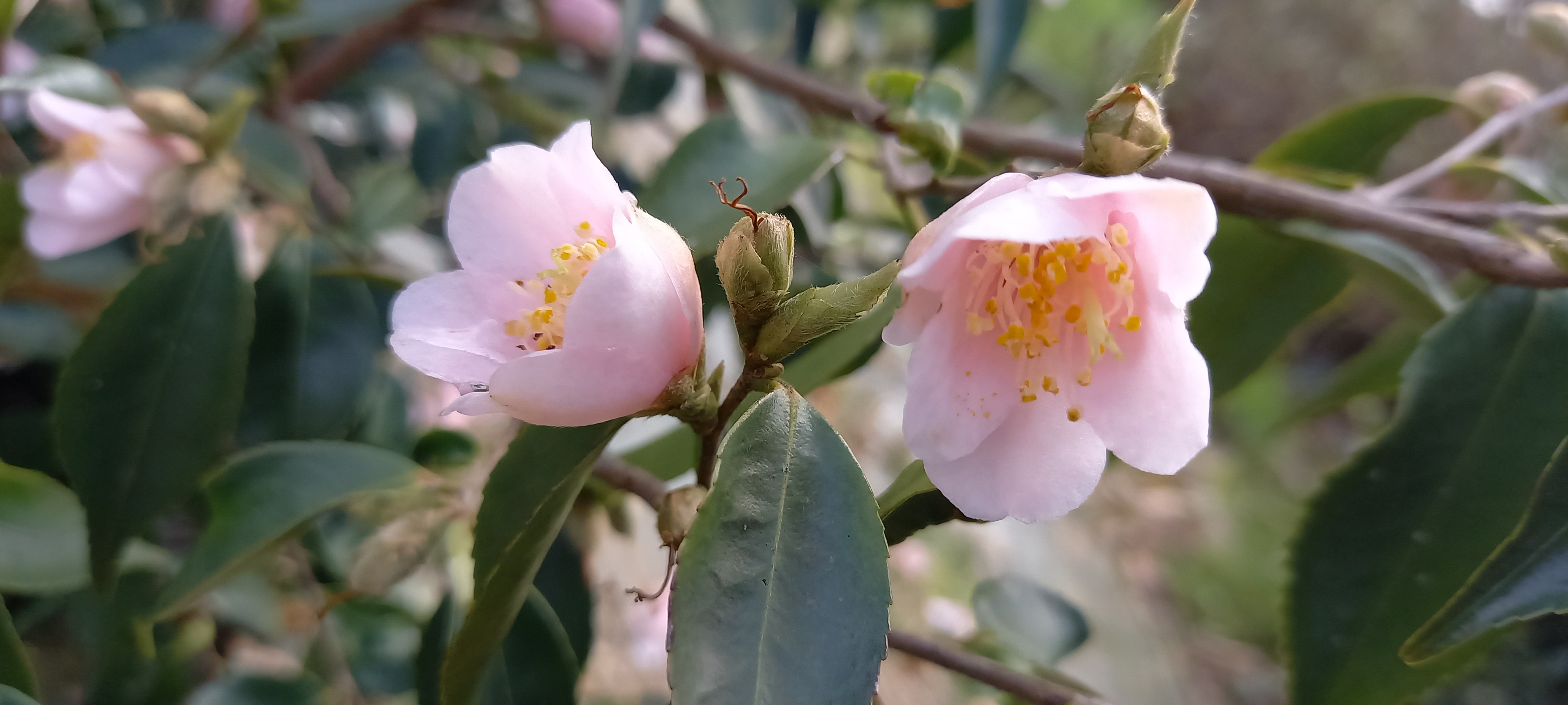 Camellia rosiflora 'Roka'