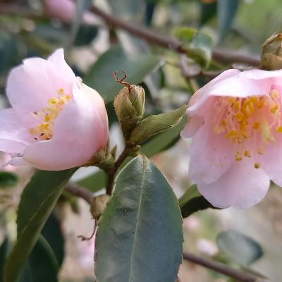 Camellia rosiflora 'Roka'