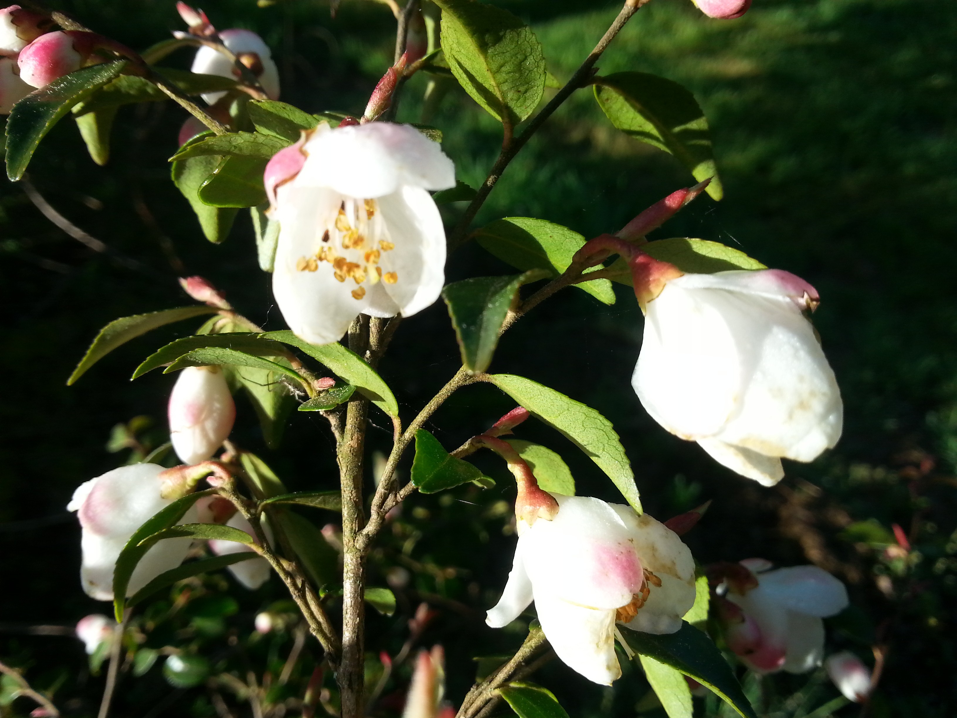 Camellia rosthorniana CUPIDO®