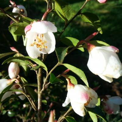 Camellia rosthorniana CUPIDO®
