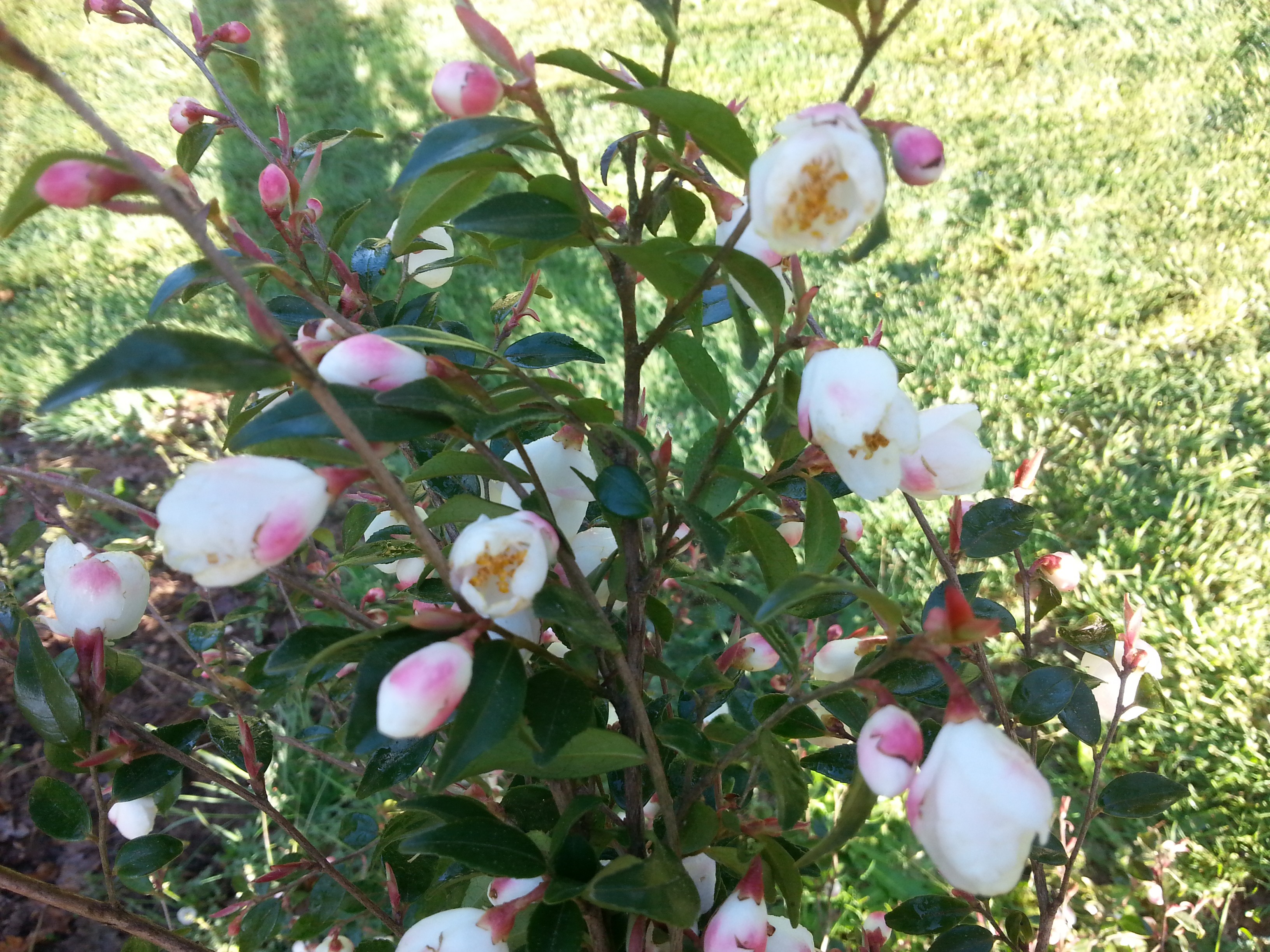 Camellia rosthorniana CUPIDO®