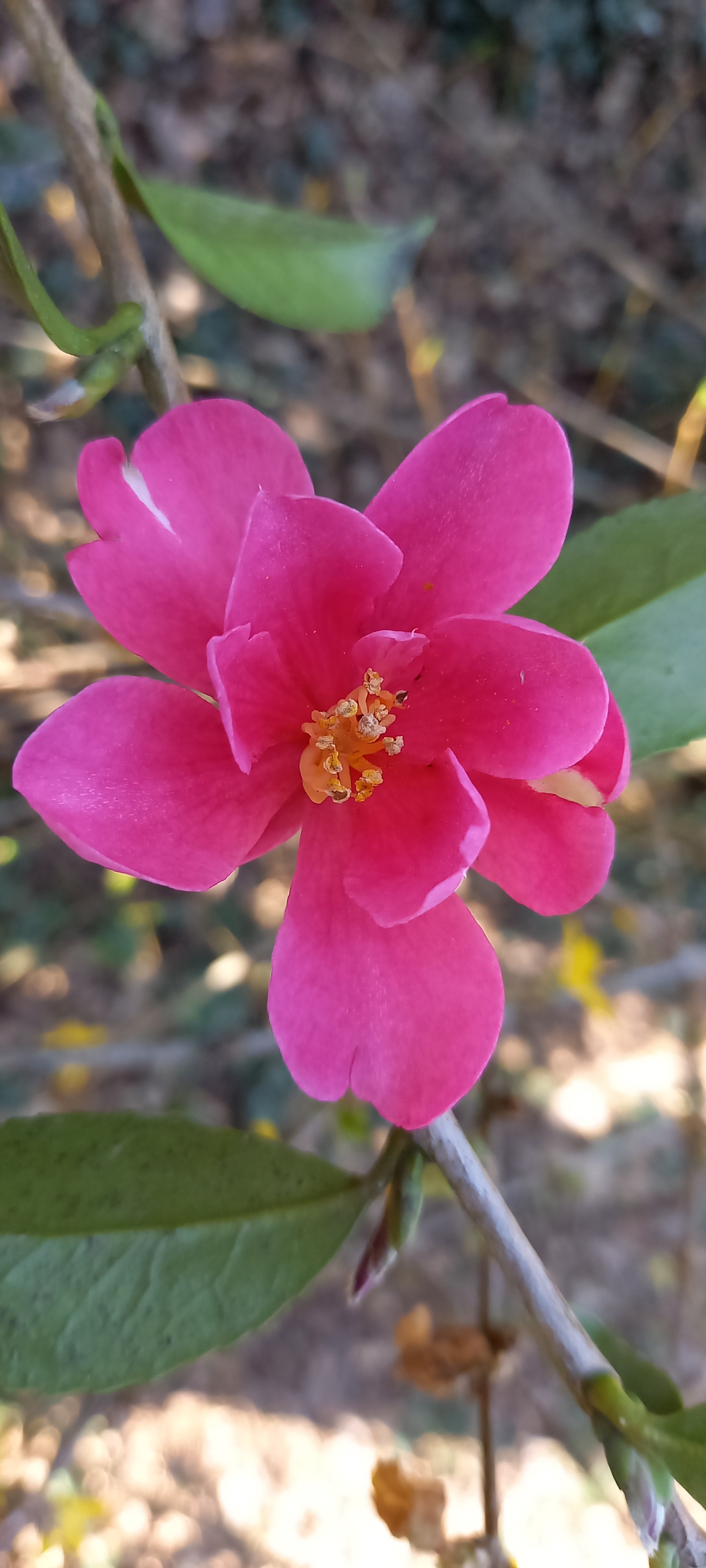 Camellia sasanqua  'Biarnes' 