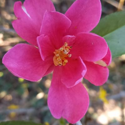 Camellia sasanqua  'Biarnes' 