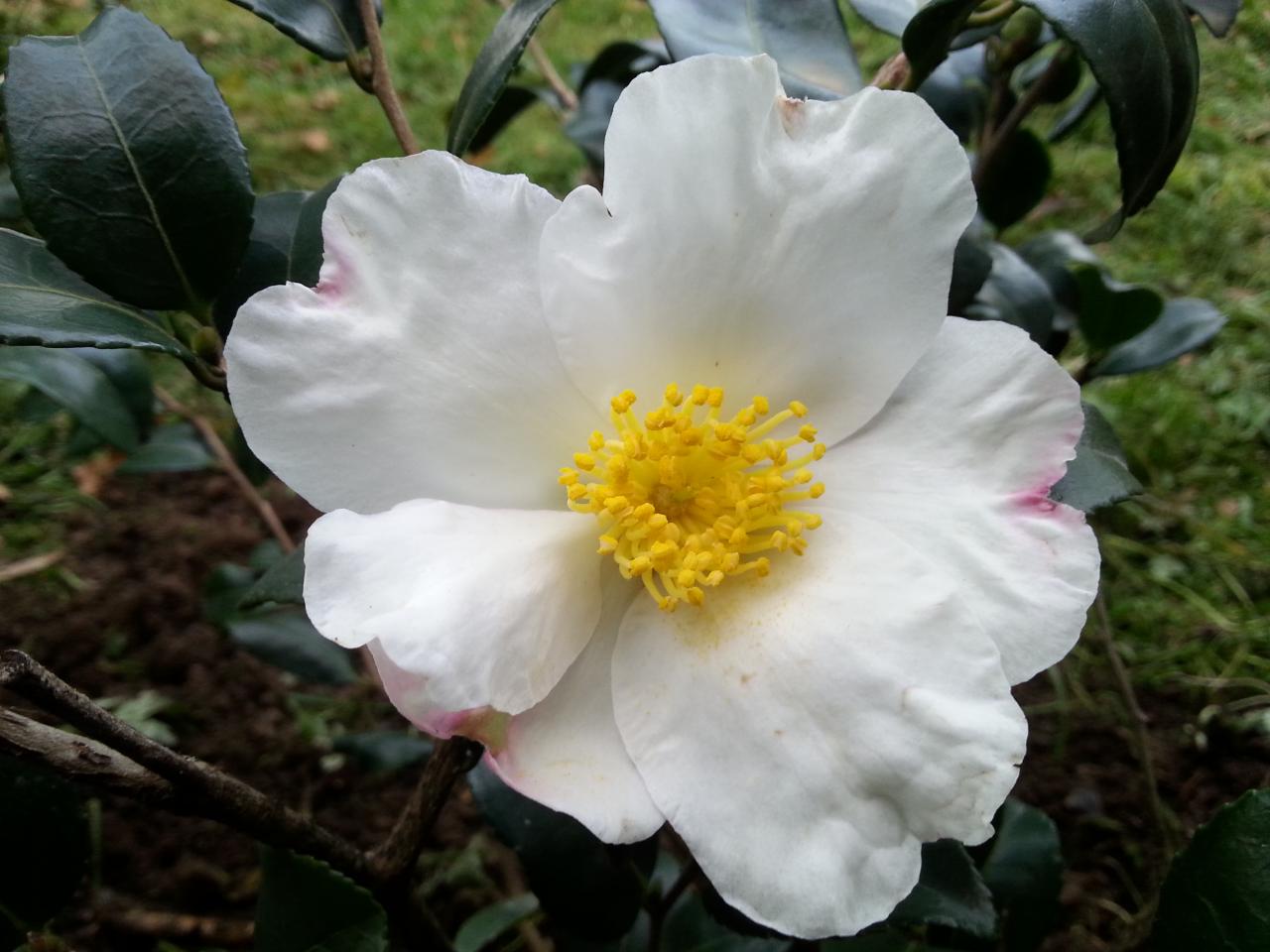 Camellia sasanqua 'Blanchette'