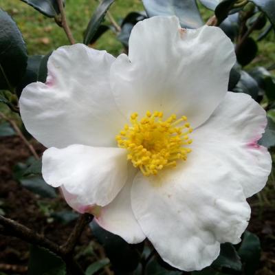 Camellia sasanqua 'Blanchette'