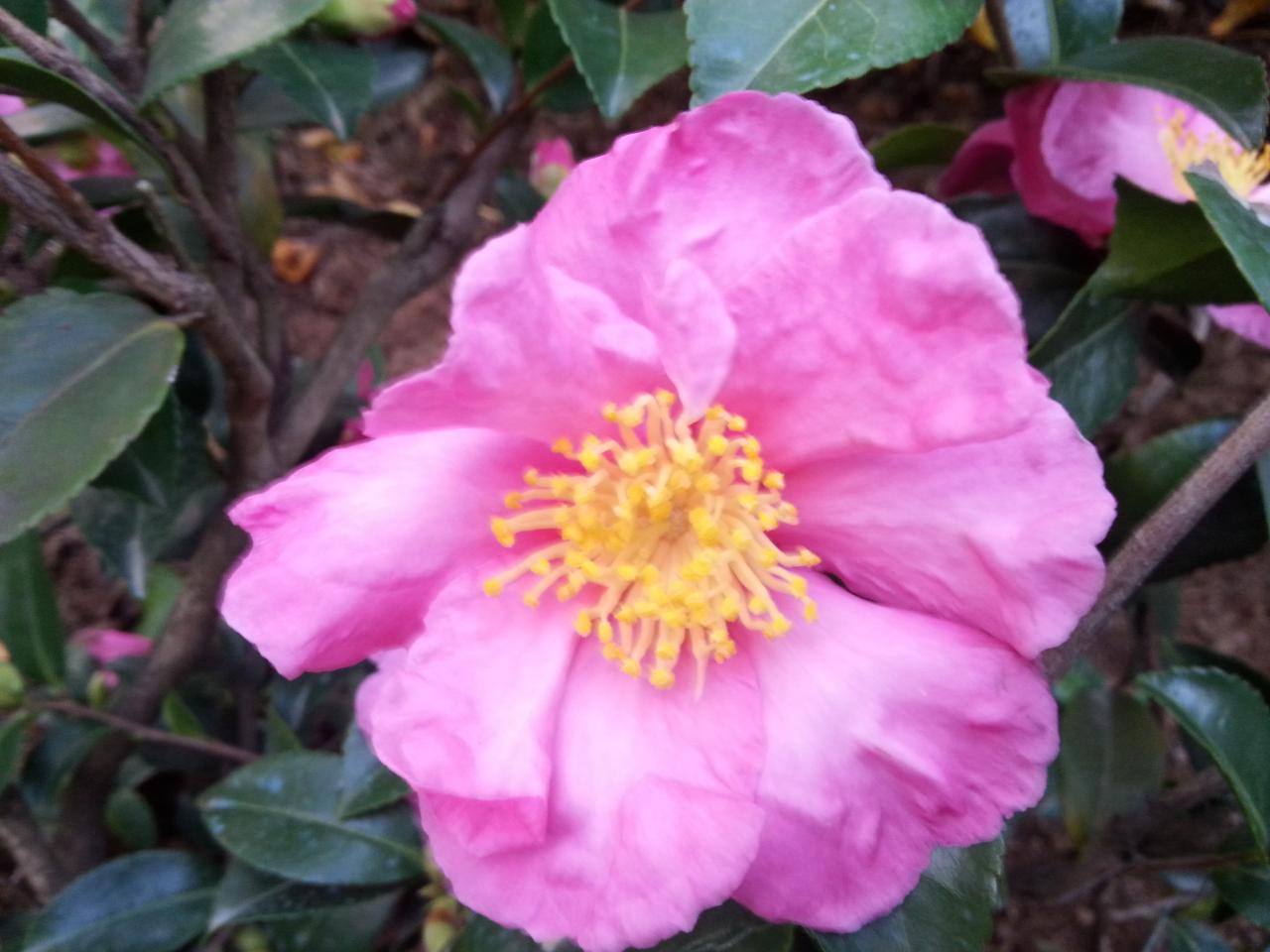 camellia sasanqua 'Camille'