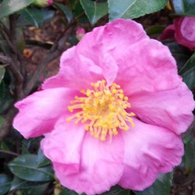 camellia sasanqua 'Camille'