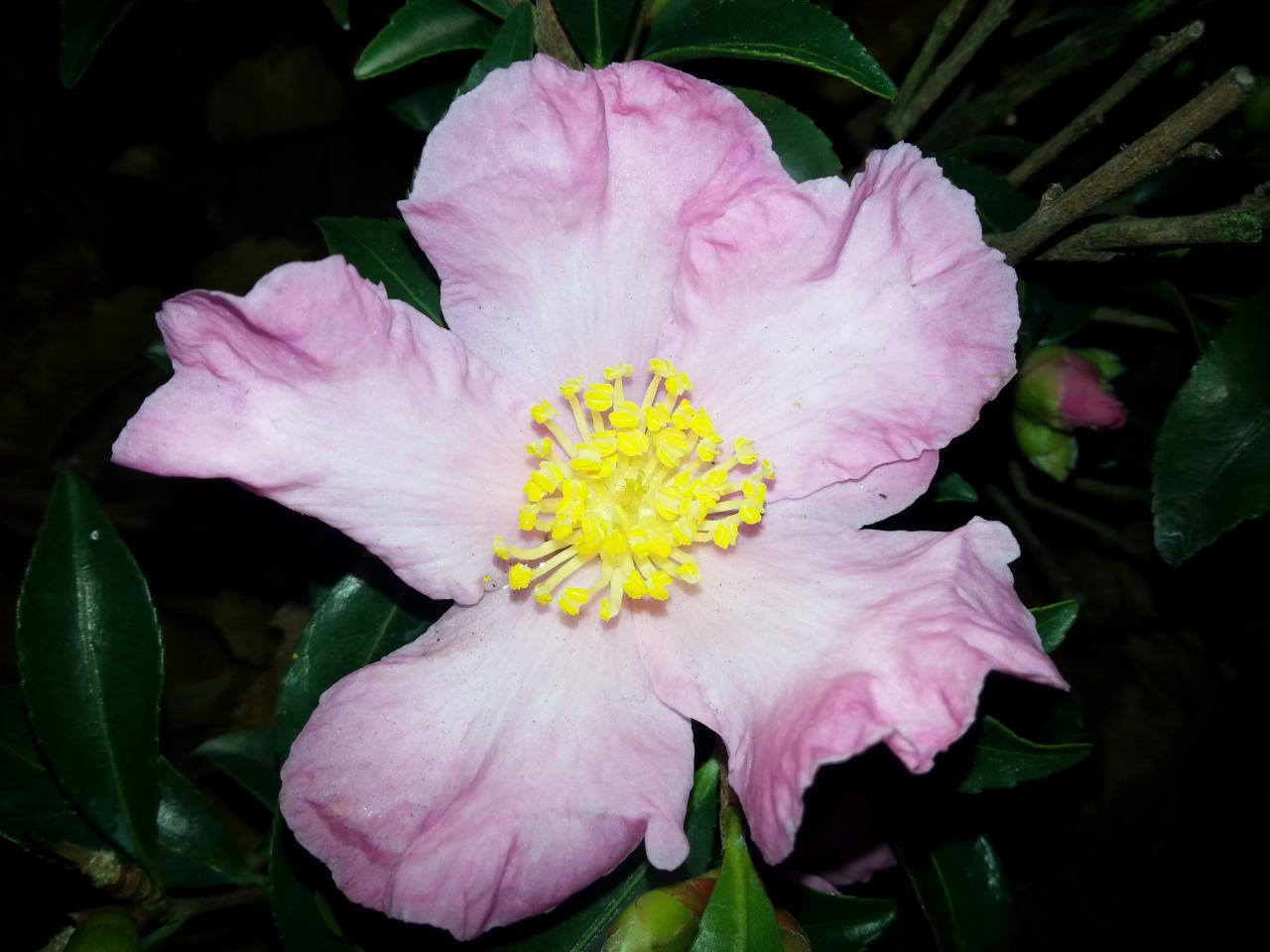 Camellia sasanqua 'Château de Gaujacq'