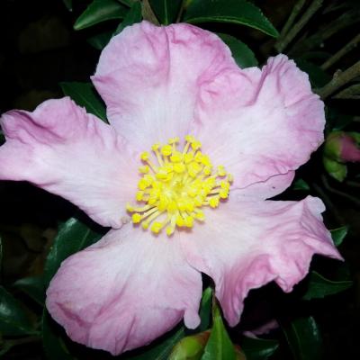 Camellia sasanqua 'Château de Gaujacq'