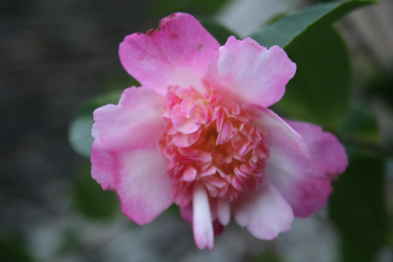 Camellia sasanqua 'Chôjiguruma'