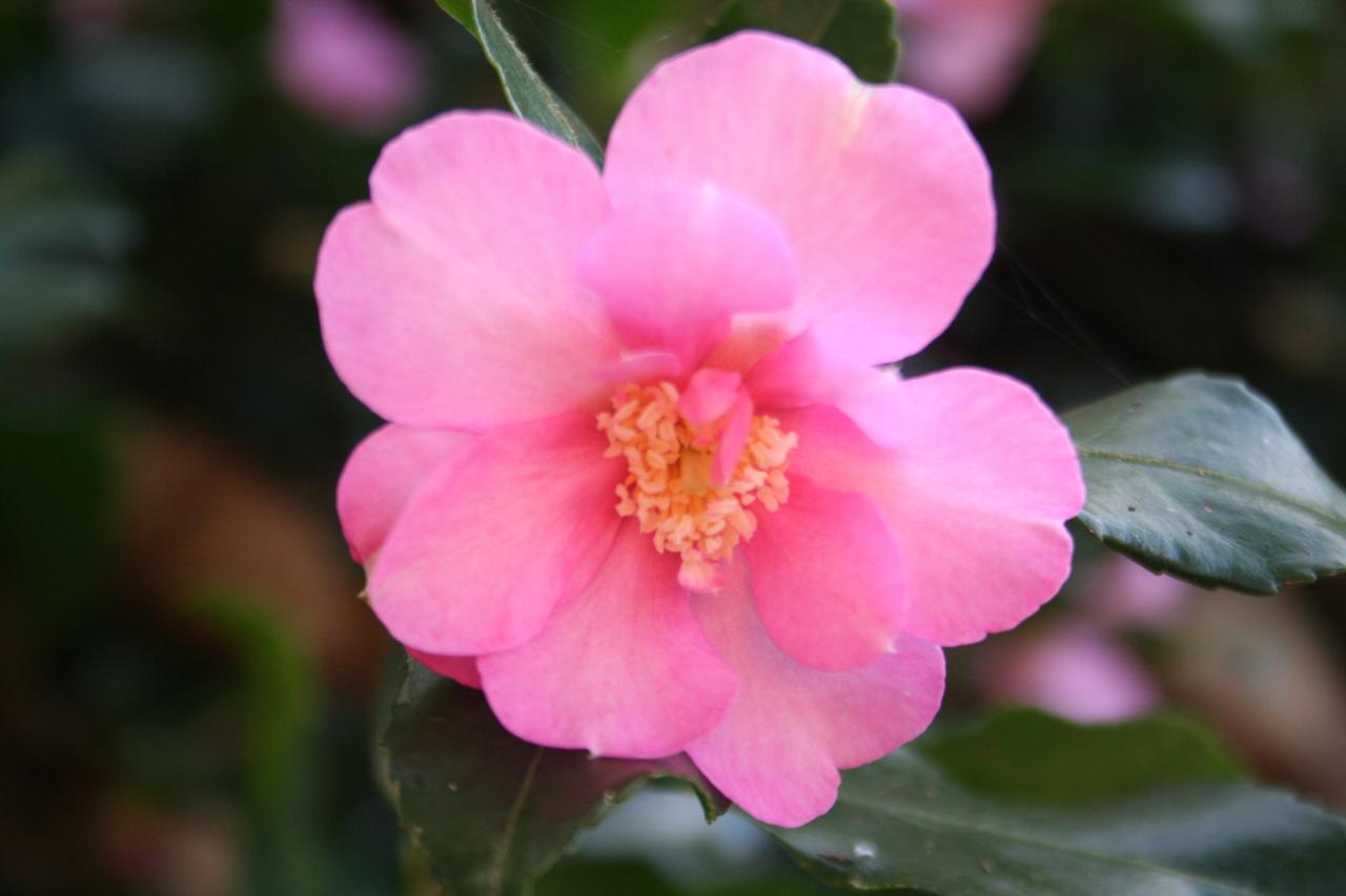 Camellia sasanqua 'Cleopatra Sawada'