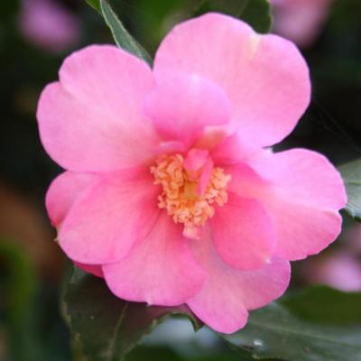 Camellia sasanqua 'Cleopatra Sawada'