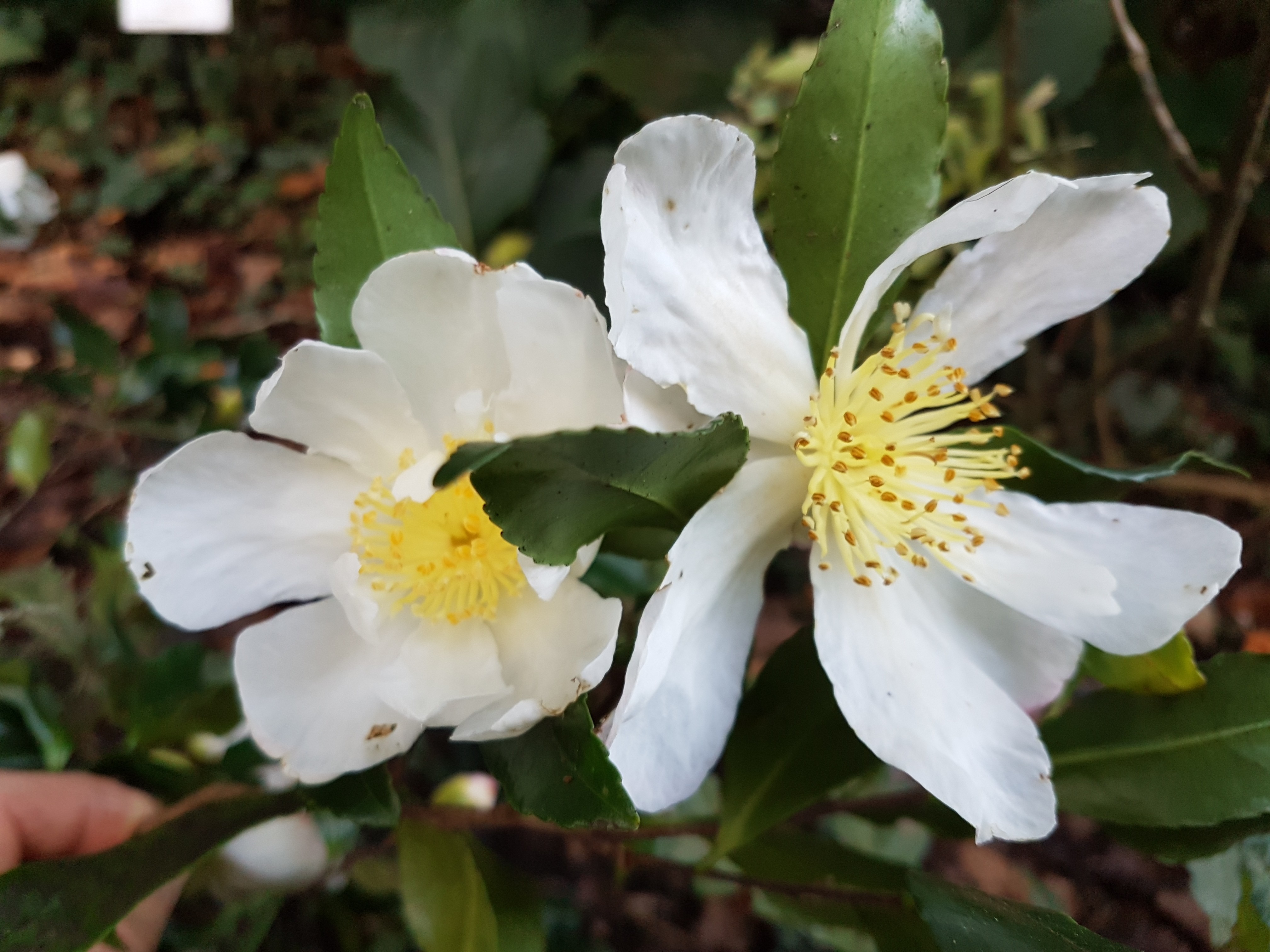 Camellia sasanqua 'Duffy Allan'