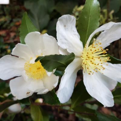 Camellia sasanqua 'Duffy Allan'