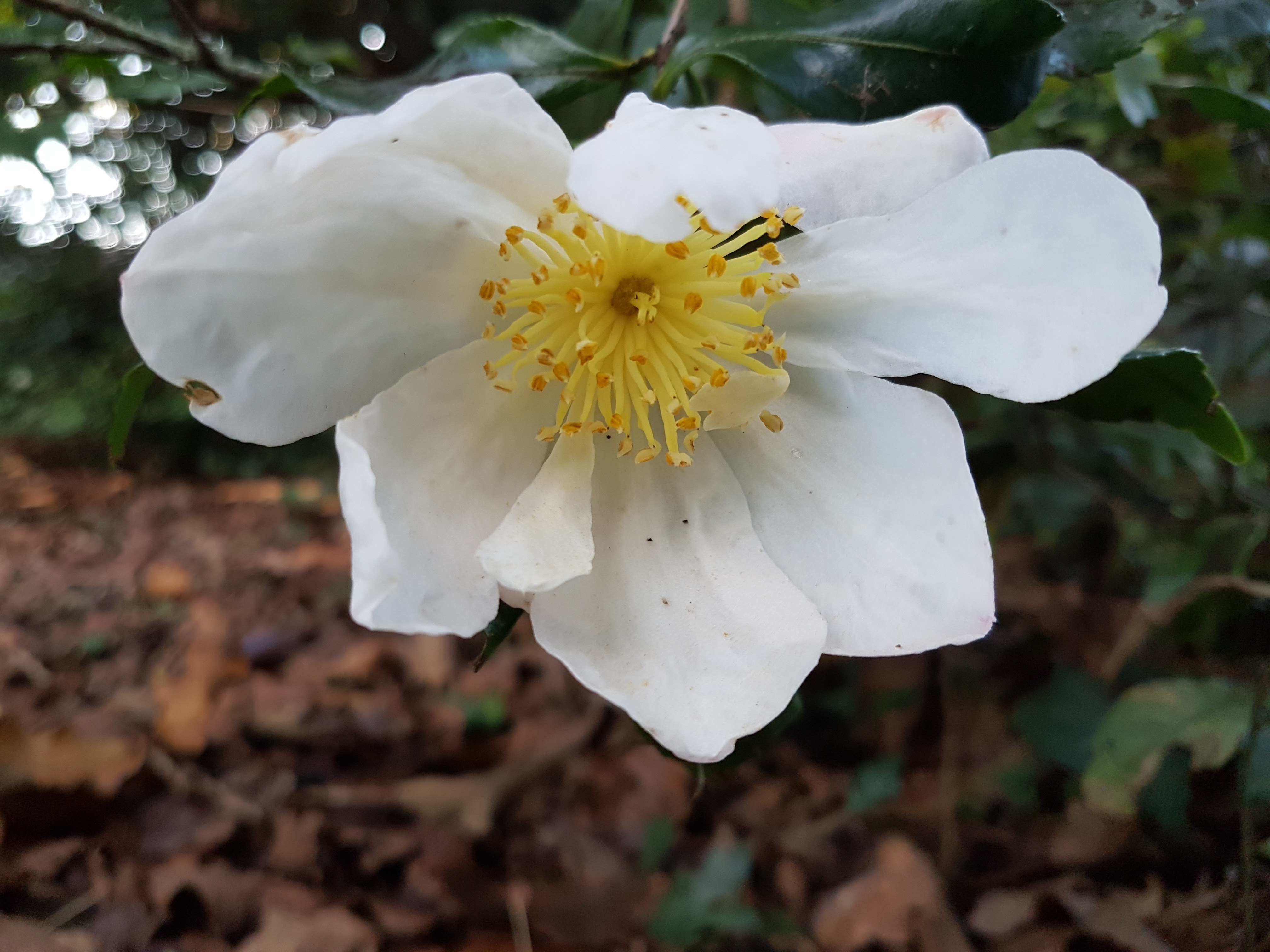 Camellia sasanqua 'Duffy Allan'