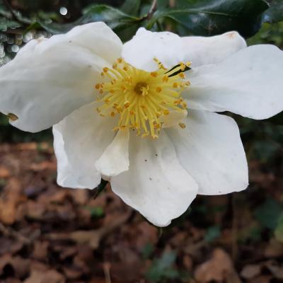 Camellia sasanqua 'Duffy Allan'