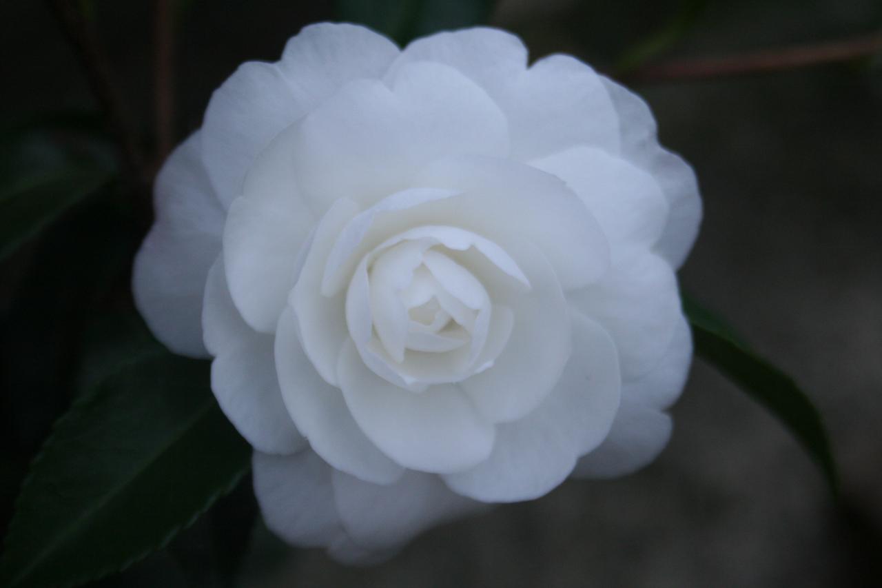 Camellia sasanqua 'Early Pearly'