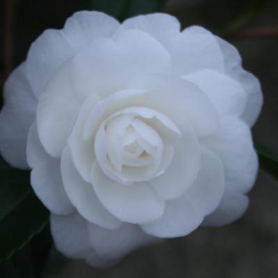 Camellia sasanqua 'Early Pearly'