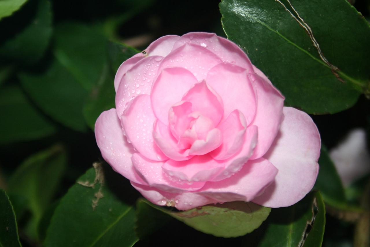 Camellia sasanqua 'Fanny'