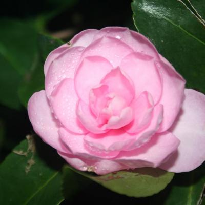 Camellia sasanqua 'Fanny'