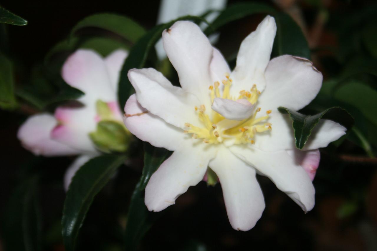 Camellia sasanqua 'Frosted Star'-2-