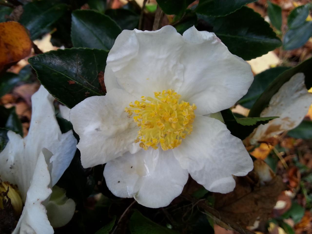 Camellia sasanqua 'Fukuzutsumi' (2)