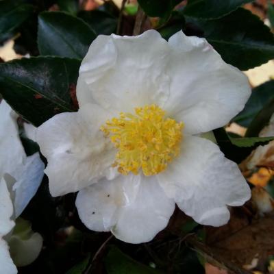 Camellia sasanqua 'Fukuzutsumi' (2)