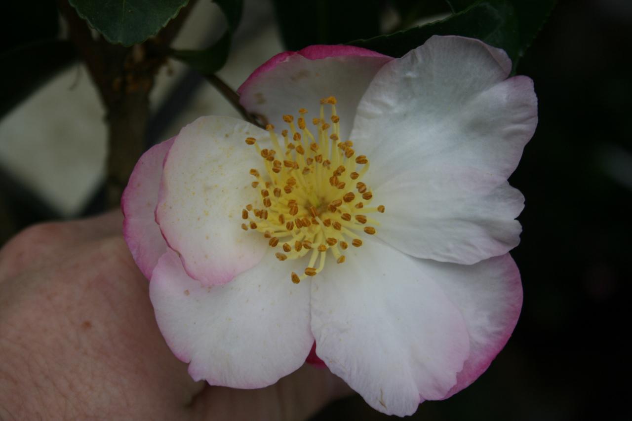 Camellia sasanqua 'Gay Border'