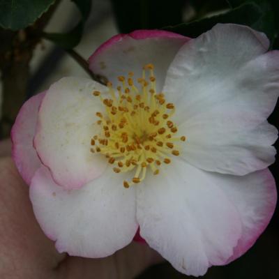 Camellia sasanqua 'Gay Border'