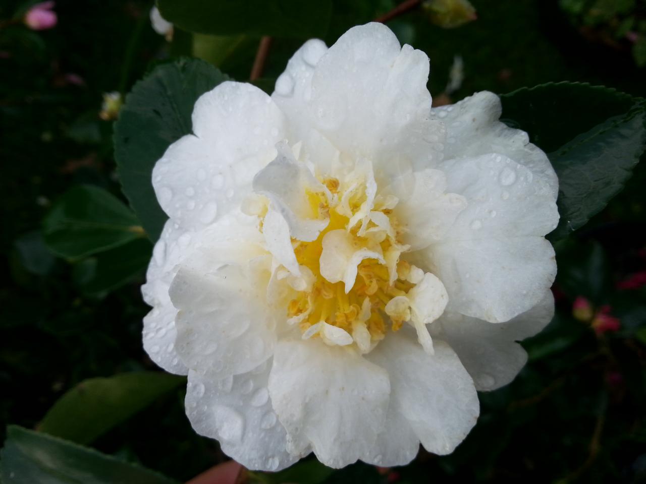 Camellia sasanqua 'Gay Sue'