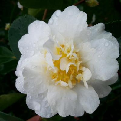 Camellia sasanqua 'Gay Sue'