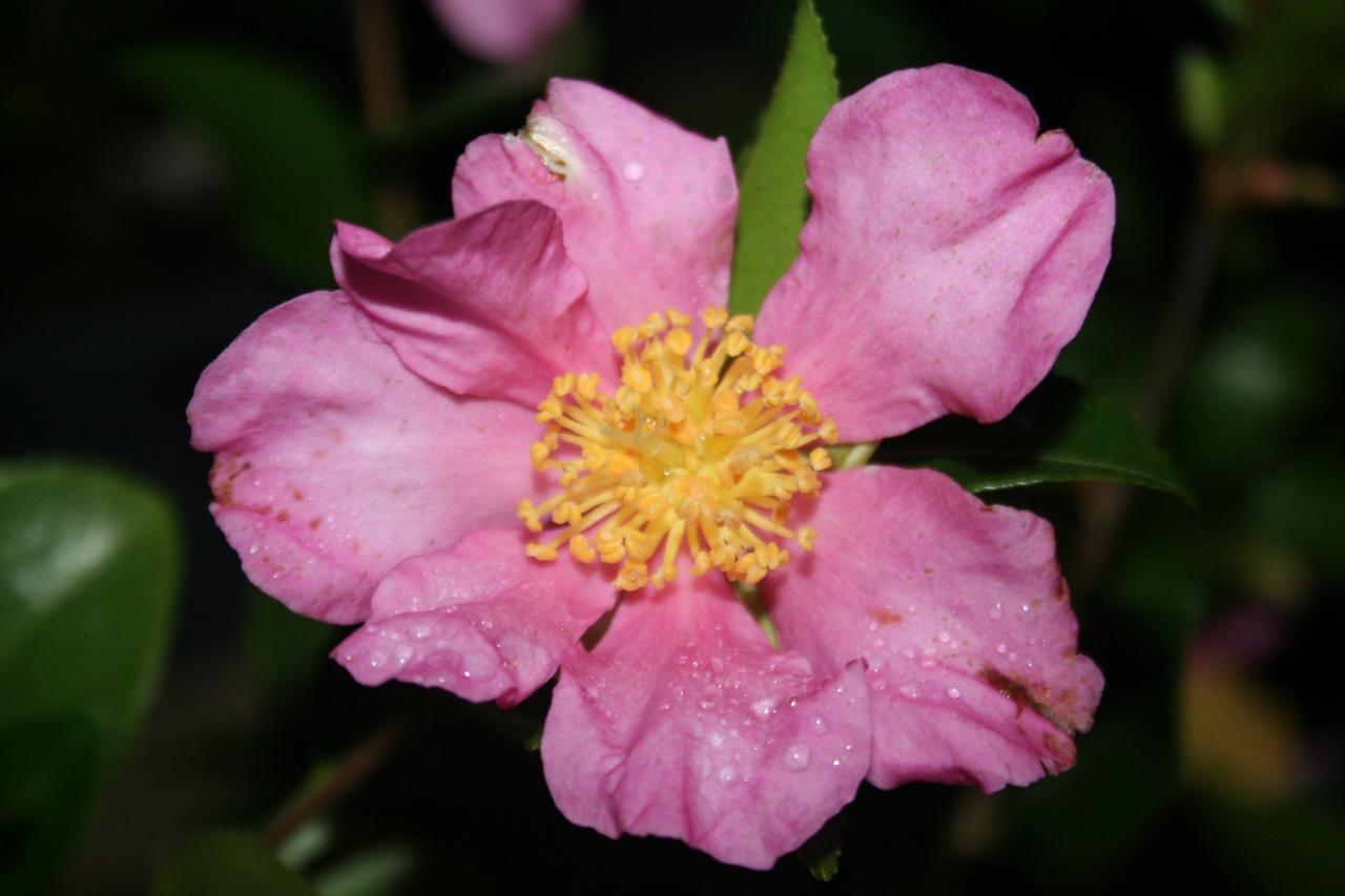 Camellia sasanqua 'Hugh Evans'