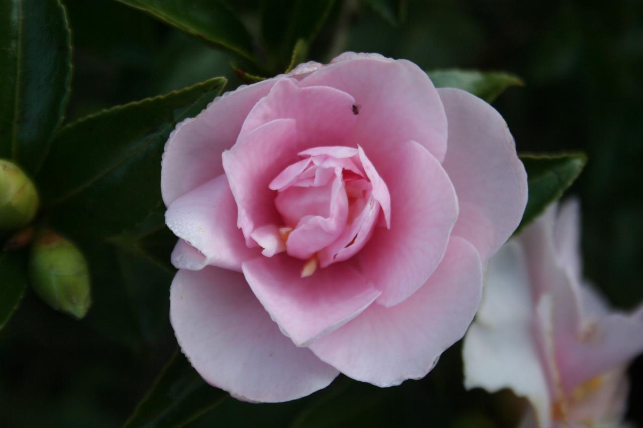 Camellia sasanqua 'Jean May'-4-