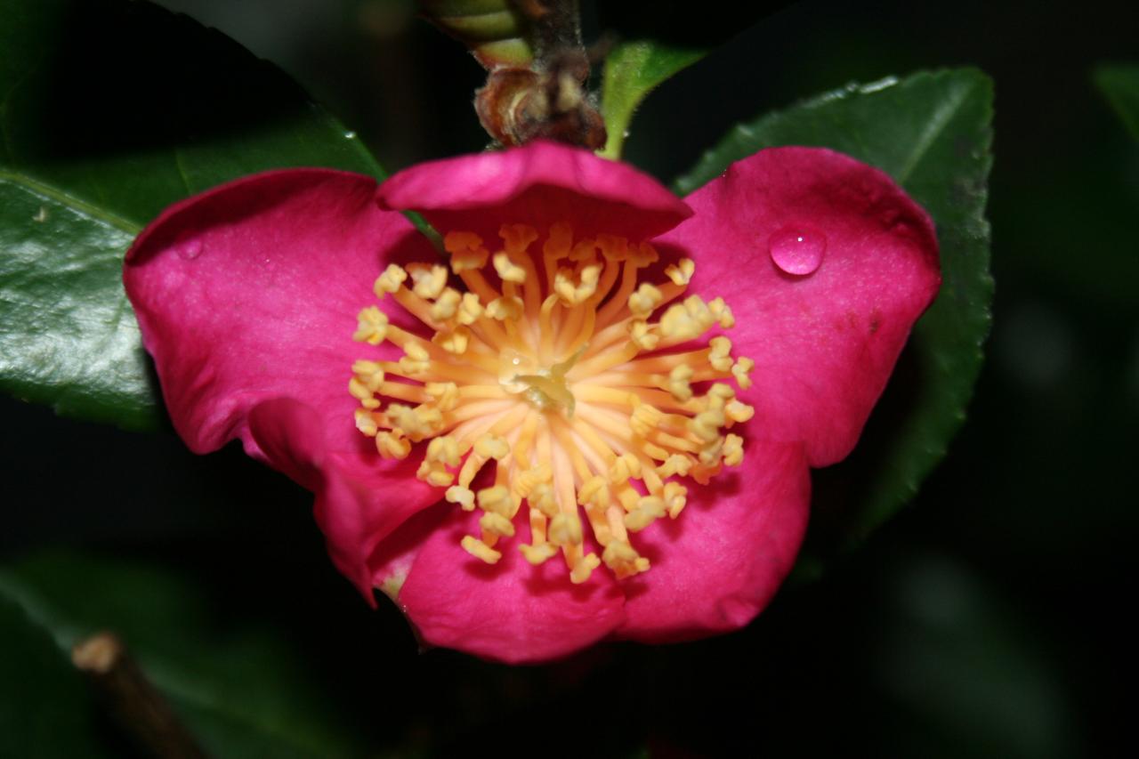 Camellia sasanqua 'Jeanne Charlotte'
