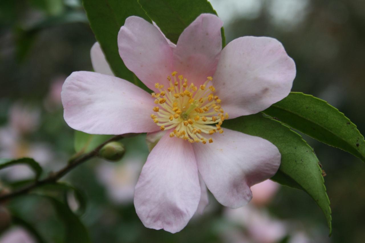 Camellia sasanqua 'Maiden's Blush'-3-