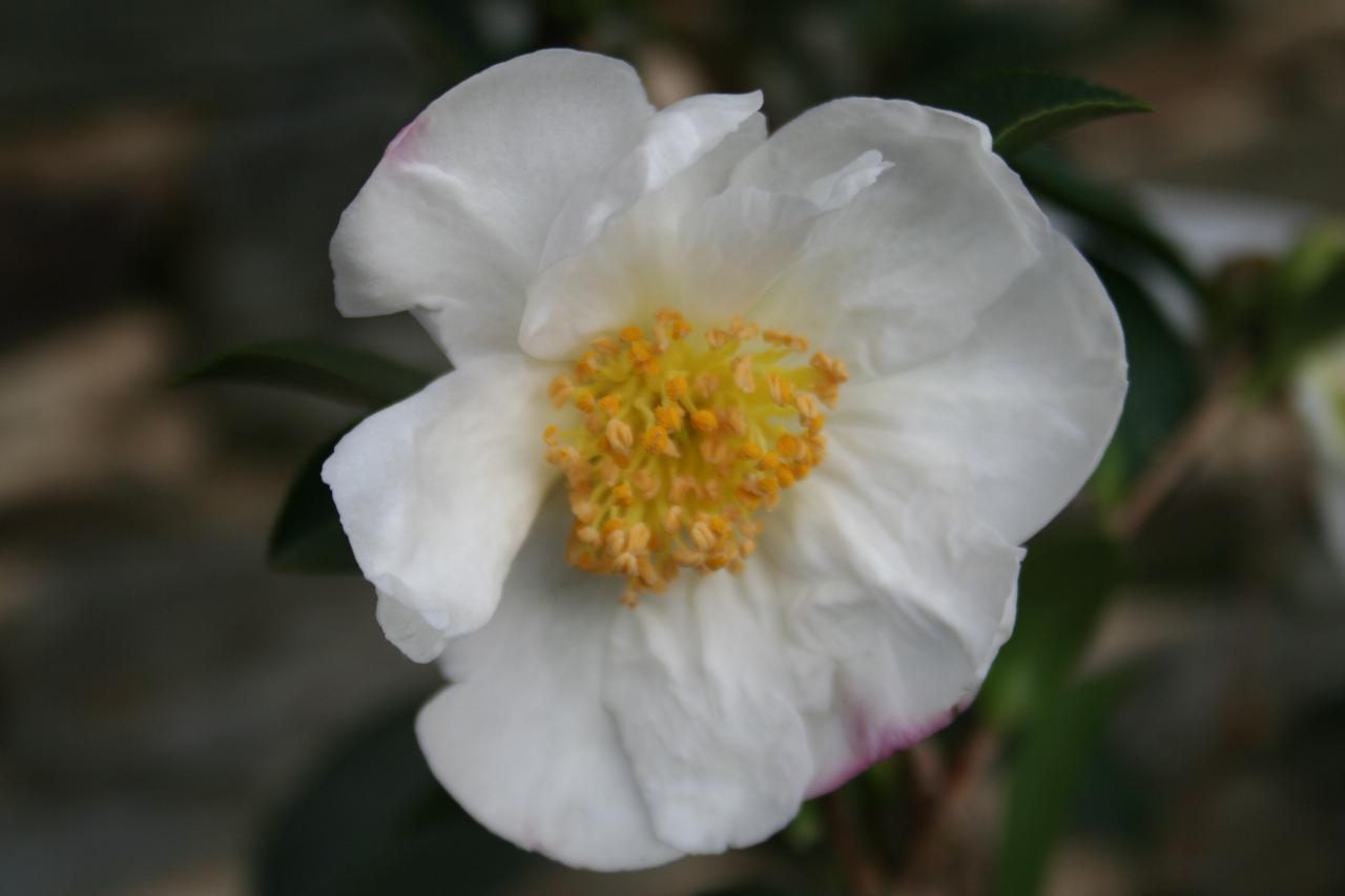 Camellia sasanqua 'Narumigata'