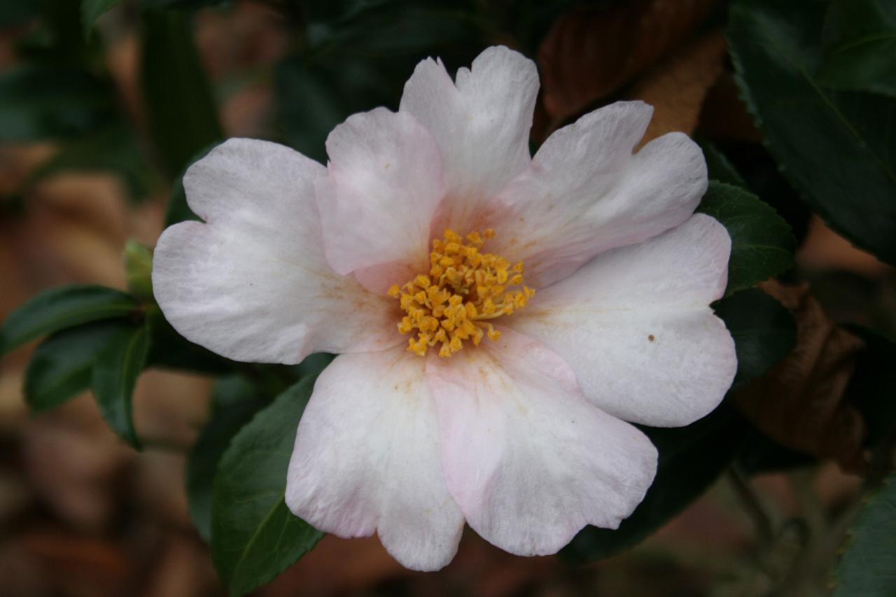 Camellia sasanqua 'Papaver'-5-