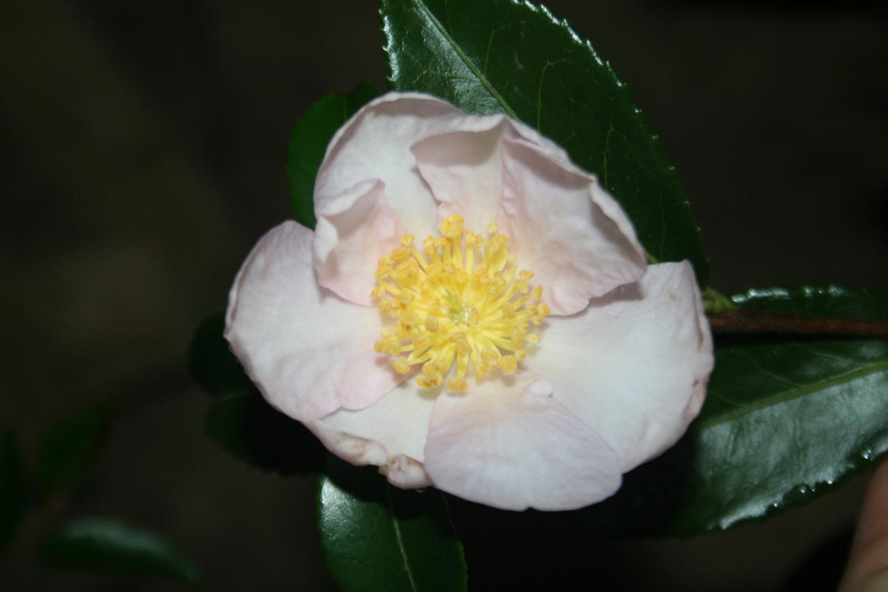 Camellia sasanqua 'Papaver'