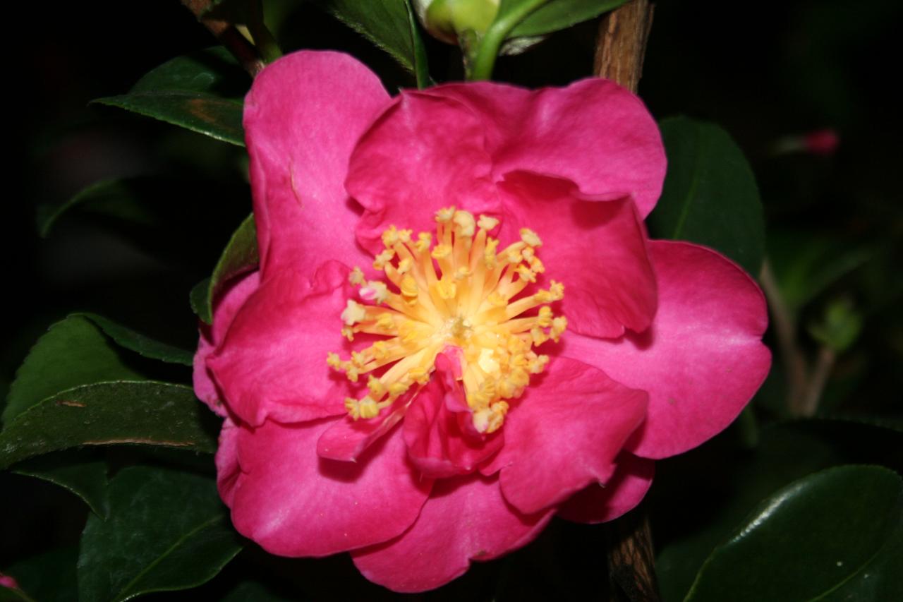 Camellia sasanqua 'Paradise Betty Linda'®