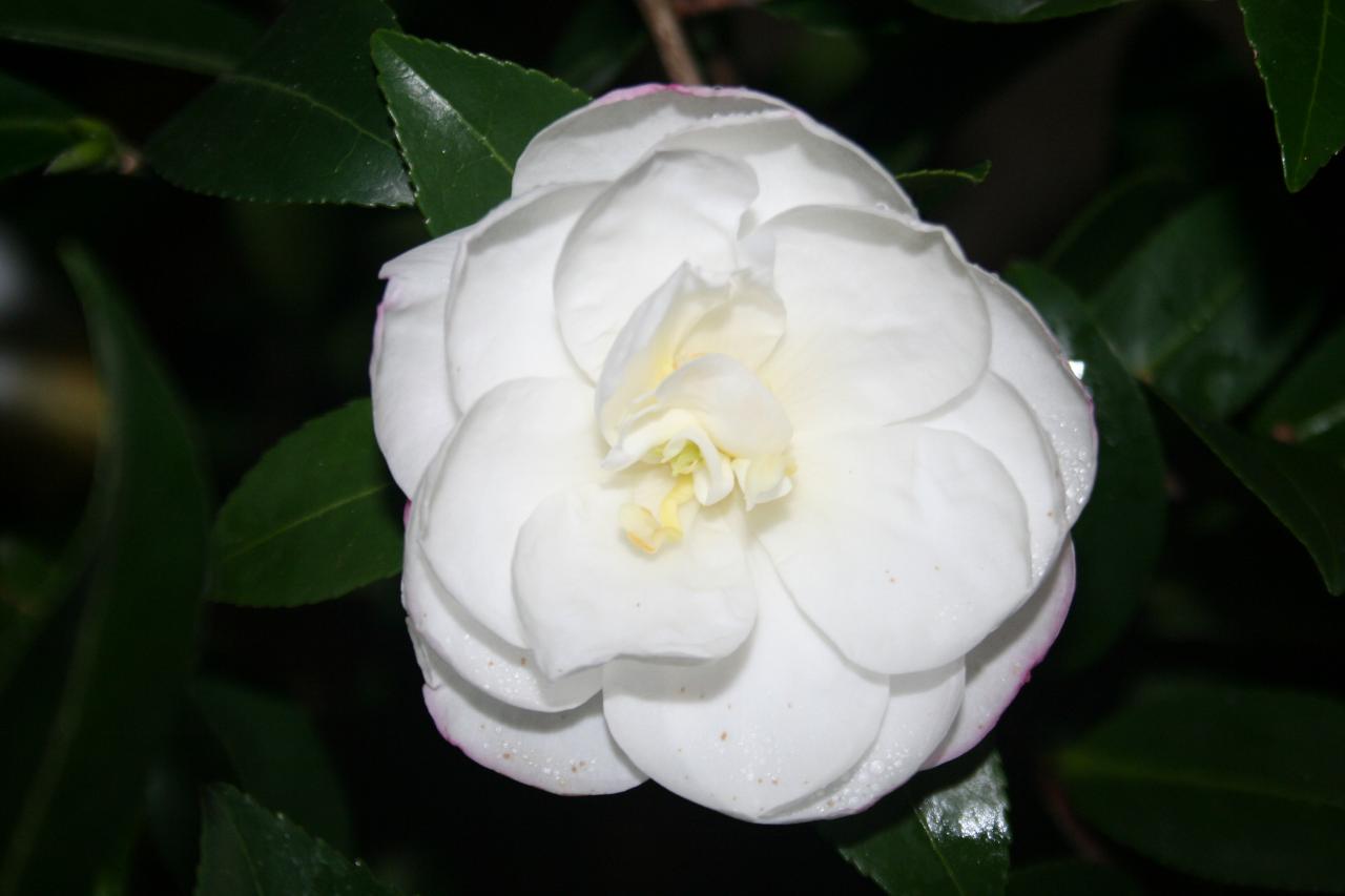 Camellia sasanqua 'Paradise Gillian'®