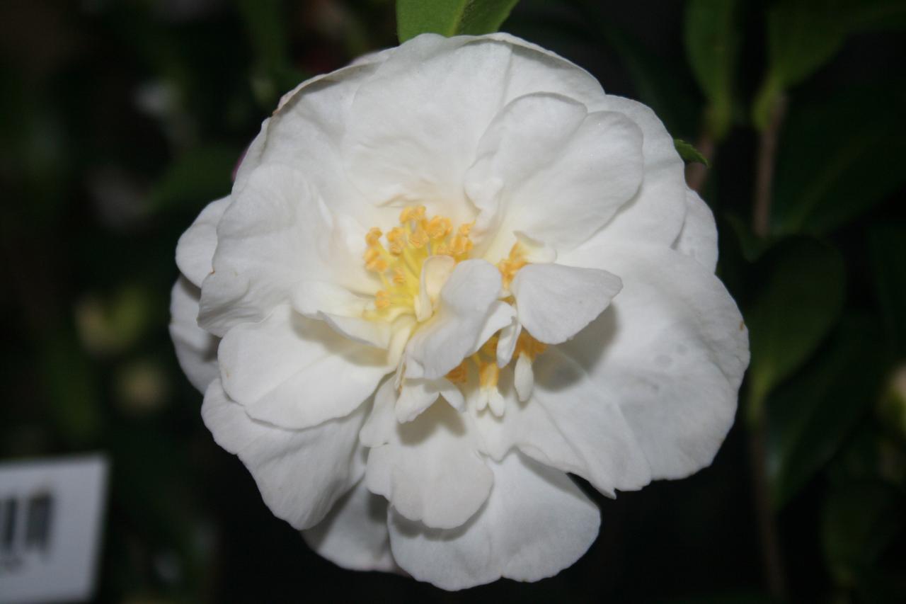 Camellia sasanqua 'Paradise Helen'®