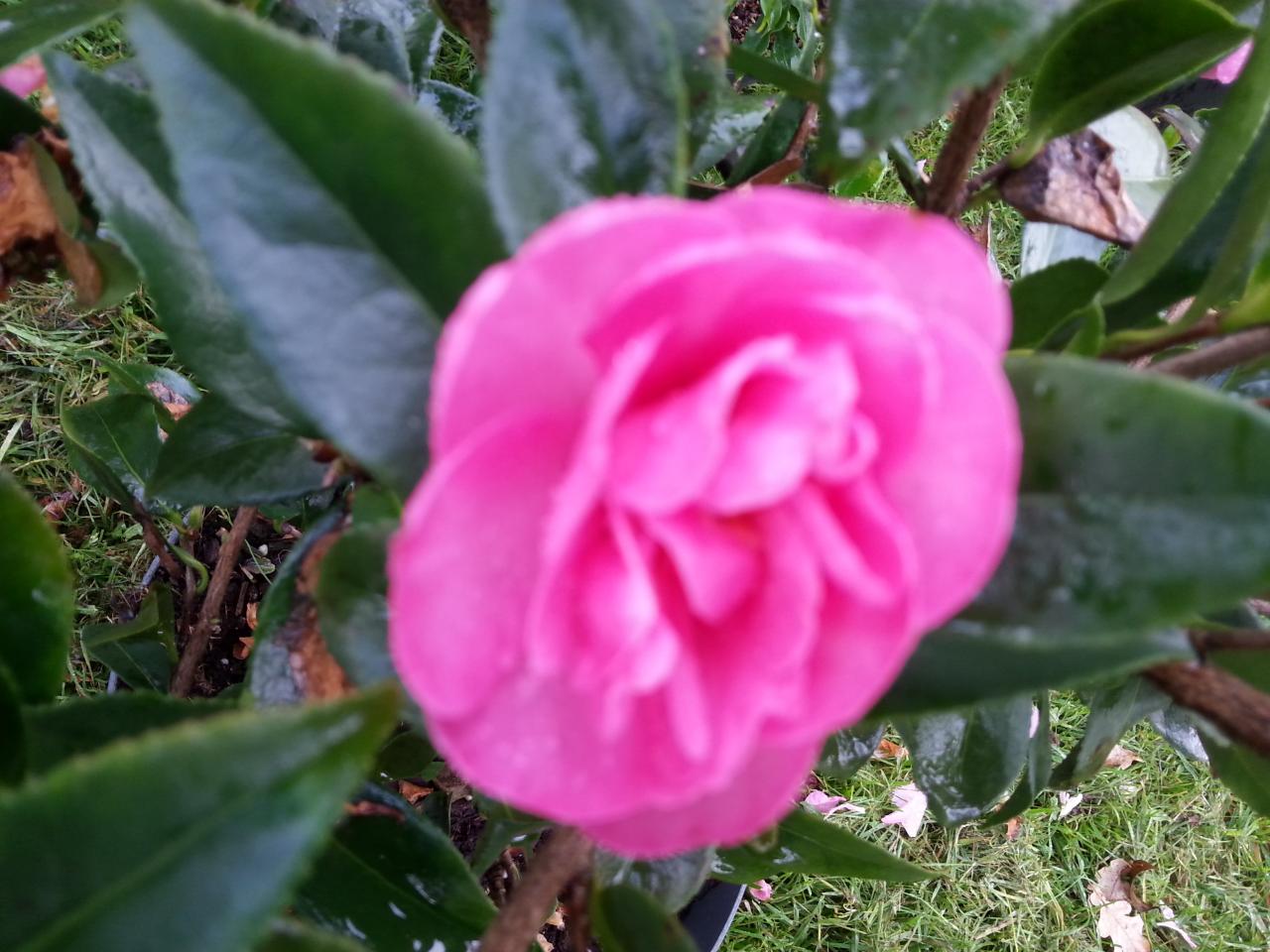 Camellia sasanqua 'Paradise Hilda'® (2)