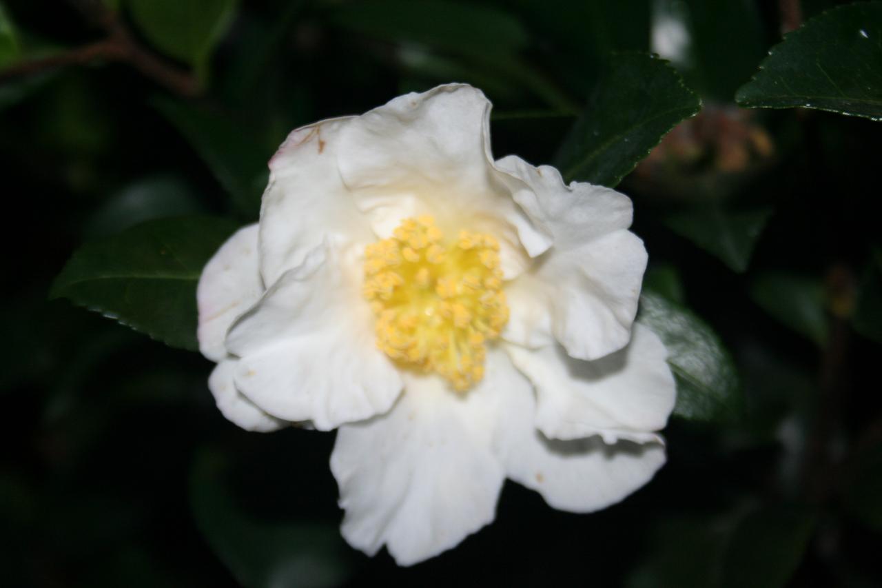 Camellia sasanqua 'Paradise Janell'®