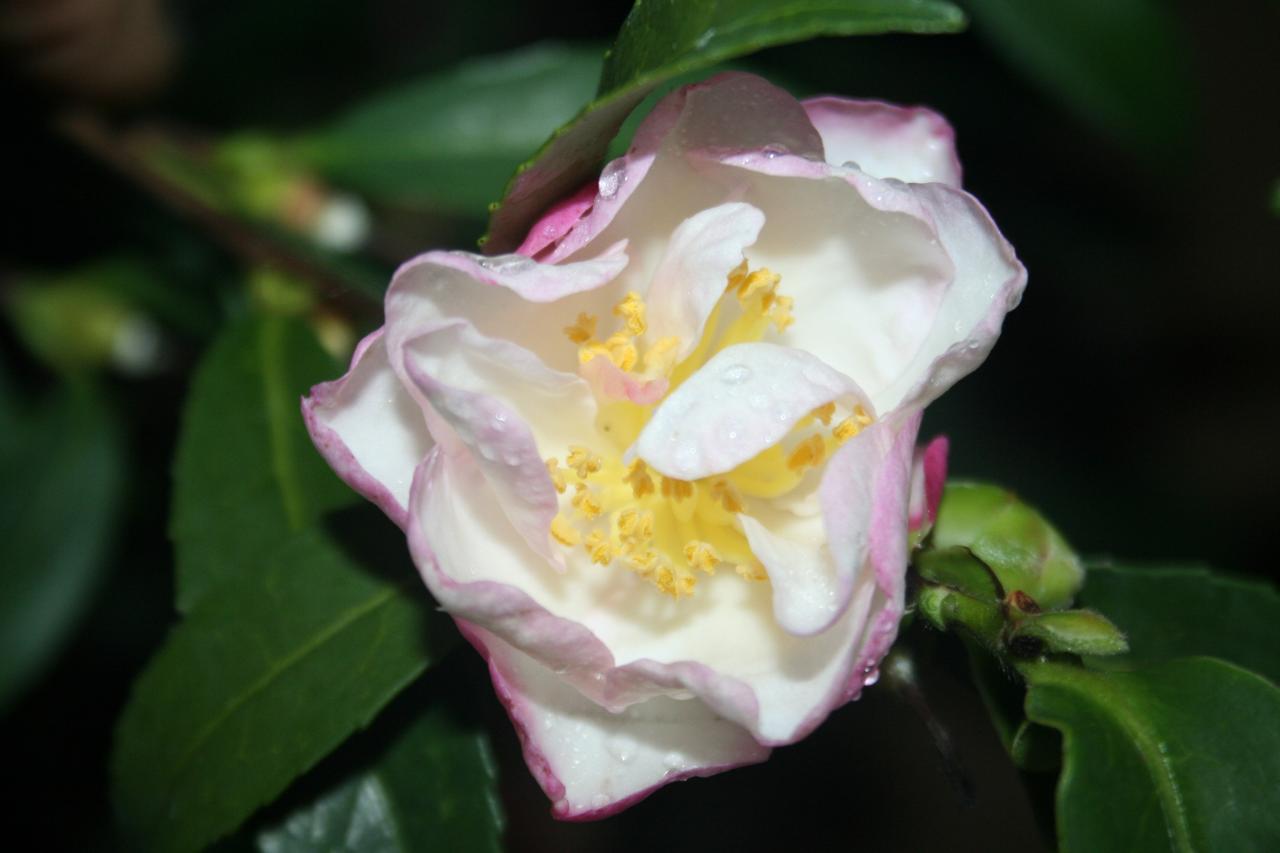 Camellia sasanqua 'Paradise Jennifer'®