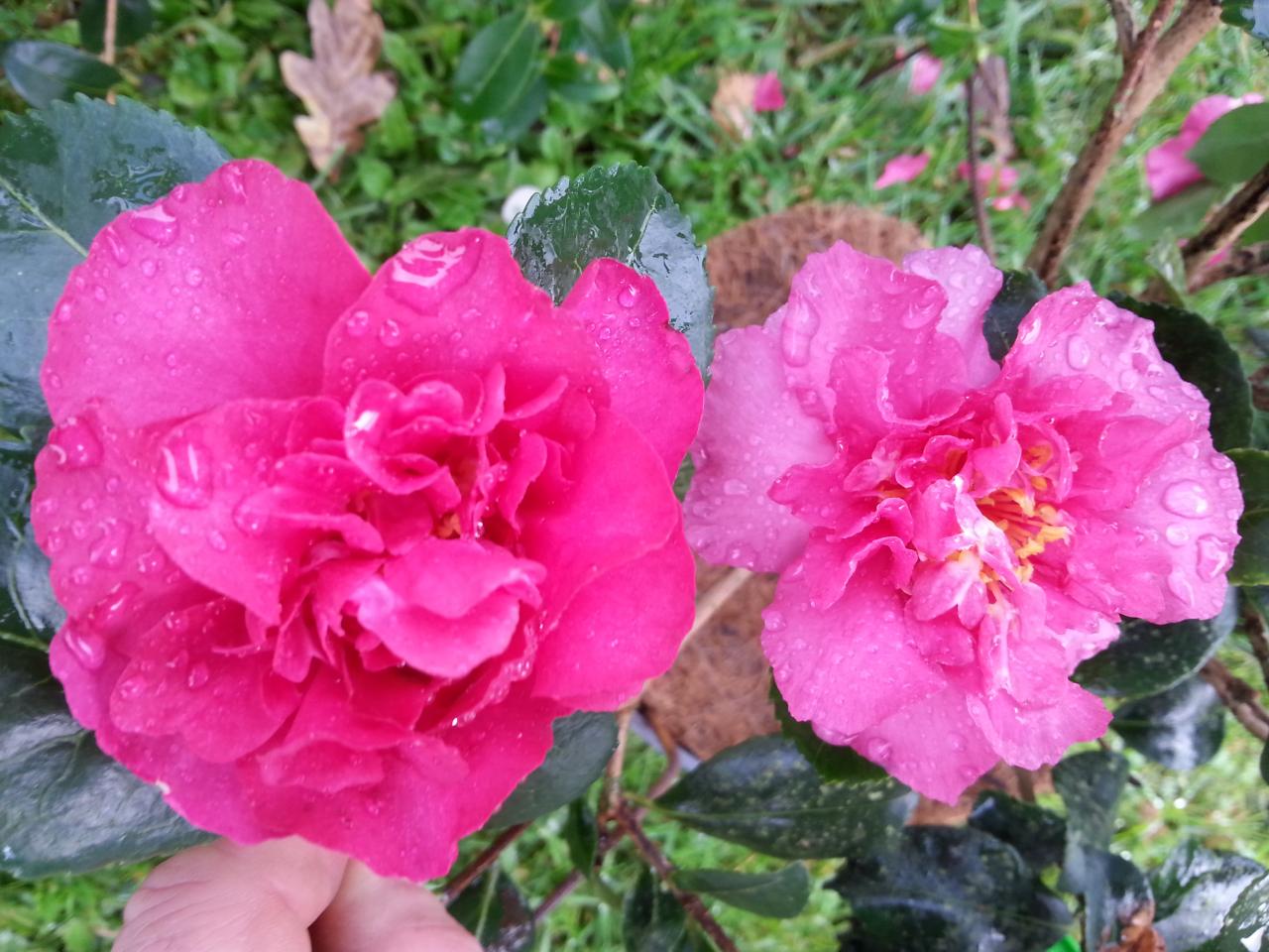 Camellia sasanqua 'Paradise Joan'