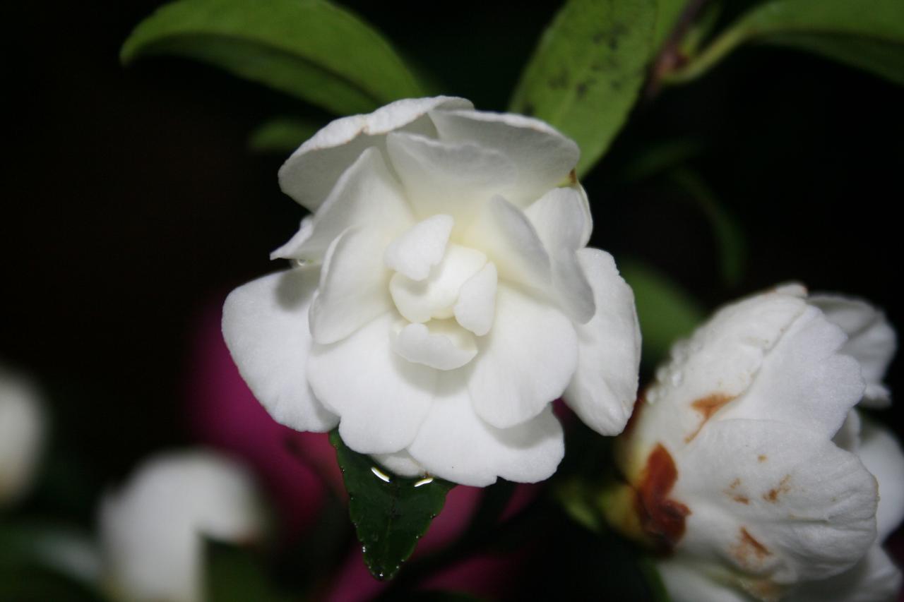 Camellia sasanqua 'Paradise Little Liane'®