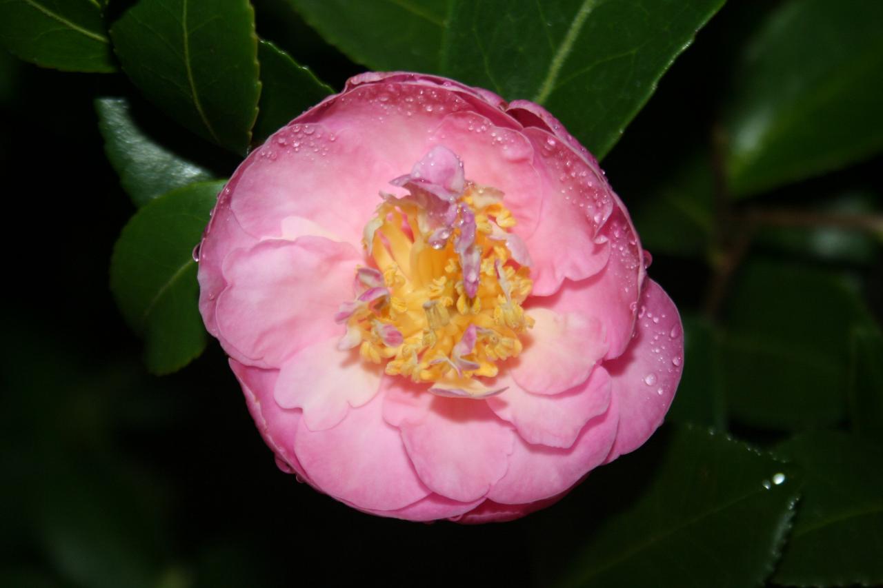 Camellia sasanqua 'Paradise Pearl'®