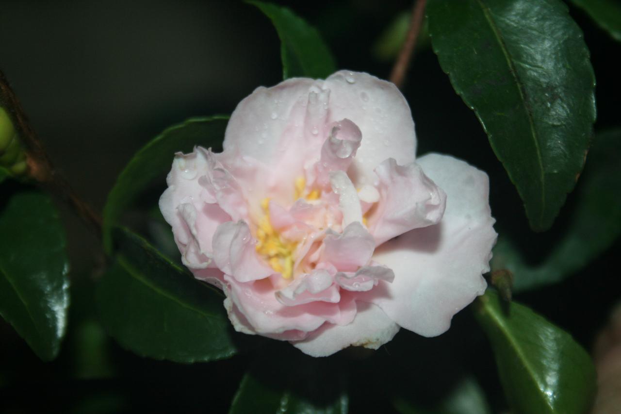 Camellia sasanqua 'Paradise Petite'®