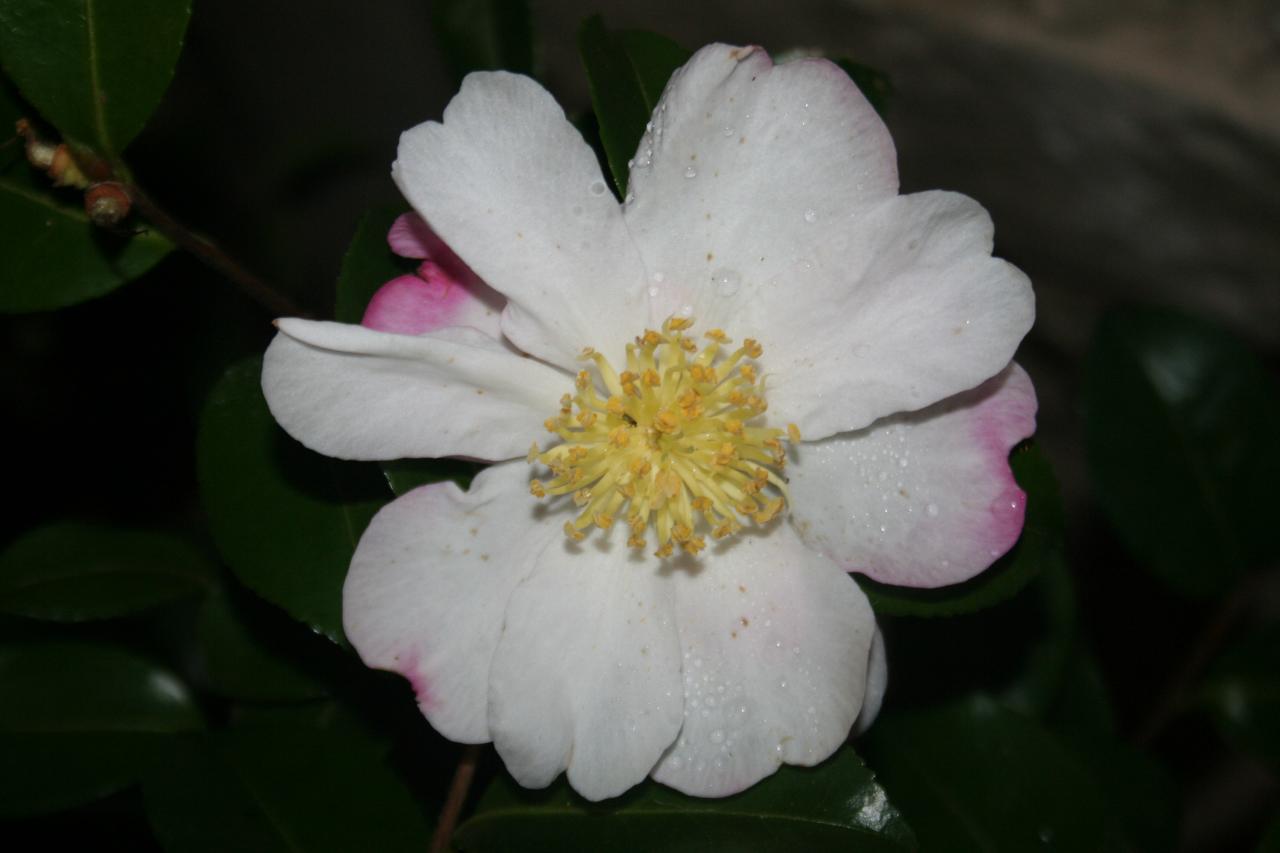 Camellia sasanqua 'Paradise Susan'®
